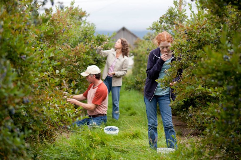 Picking Fruit in an orchard