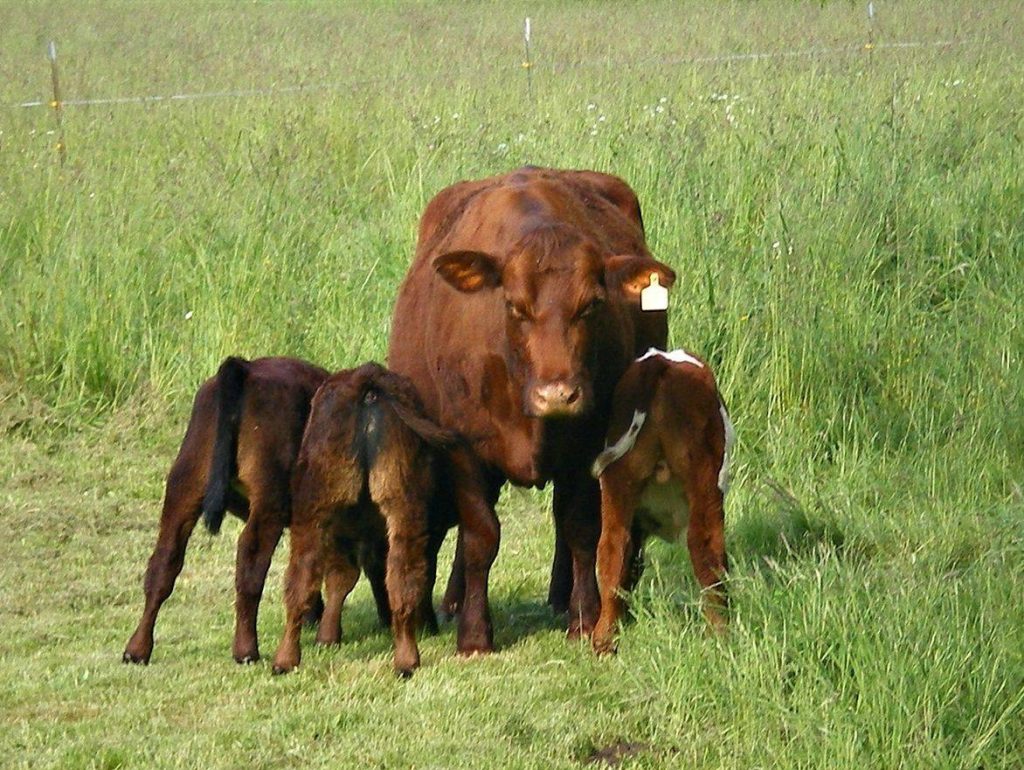 Mother cow and her calves in a field