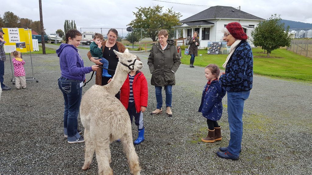 Visitors learning about alpacas