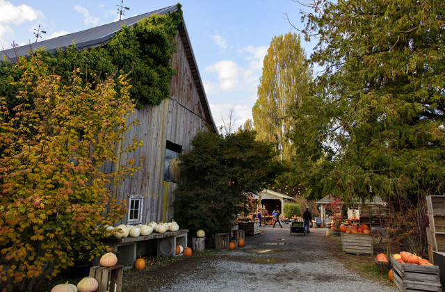 Gordon Skagit Farms